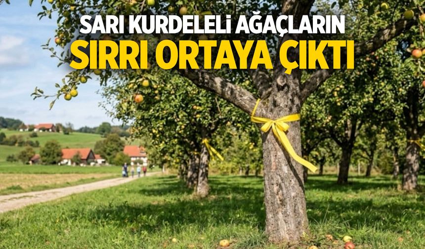 Sarı kurdeleli ağaçların sırrı