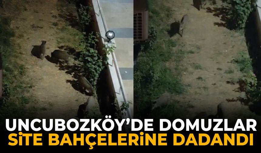Uncubozköy’de domuzlar site bahçelerine dadandı