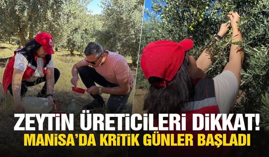 Zeytin üreticileri dikkat! Manisa’da kritik günler başladı