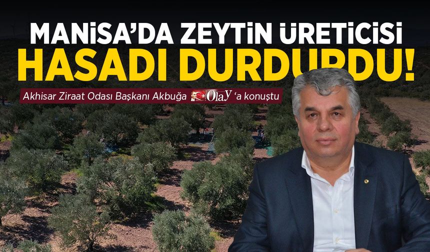 Manisa'da zeytin üreticileri hasat durdurdu!