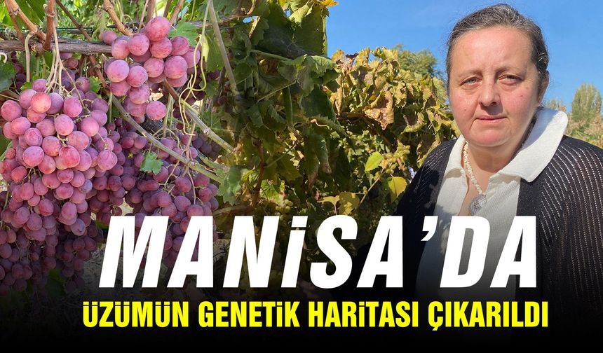 Manisa üzümünün genetik haritası çıkarıldı!