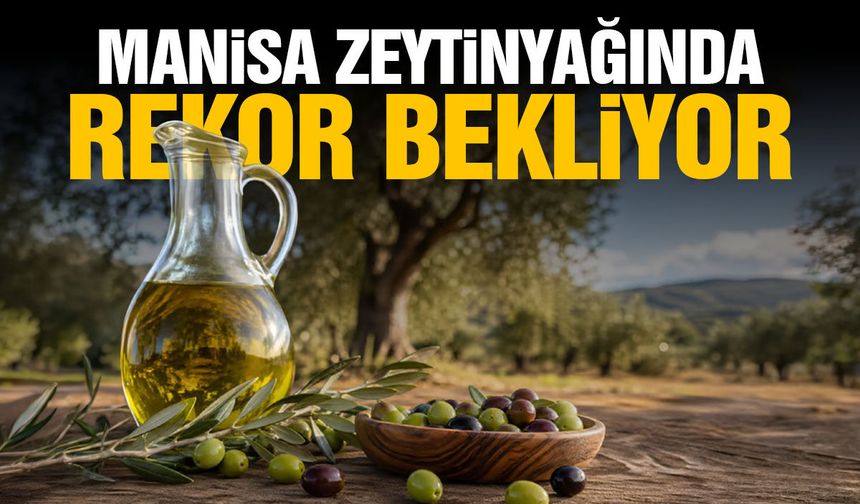 Manisa zeytinyağında rekor bekliyor