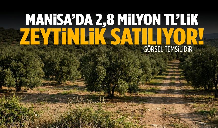 Manisa’da 2,8 milyon TL’lik zeytinlik satılıyor!