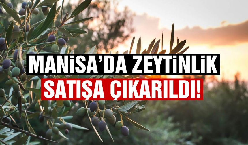 Manisa’da 5 bin 550 metrekare zeytinlik satışa çıkarıldı