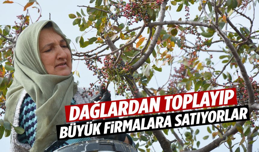Manisa’da dağlardan toplayıp büyük firmalara satıyorlar!