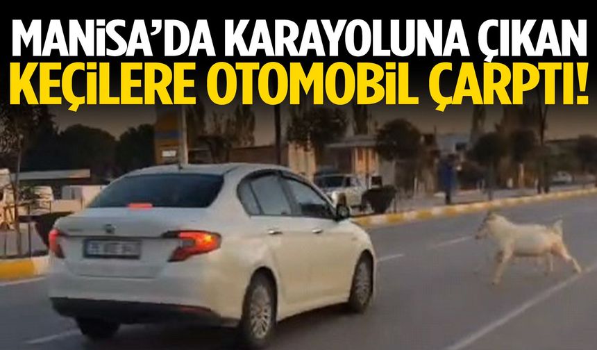 Manisa’da karayoluna çıkan keçilere otomobil çarptı!