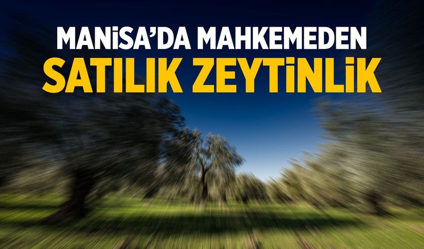 Manisa'da mahkemeden satılık zeytinlik! Resmi ilan verildi