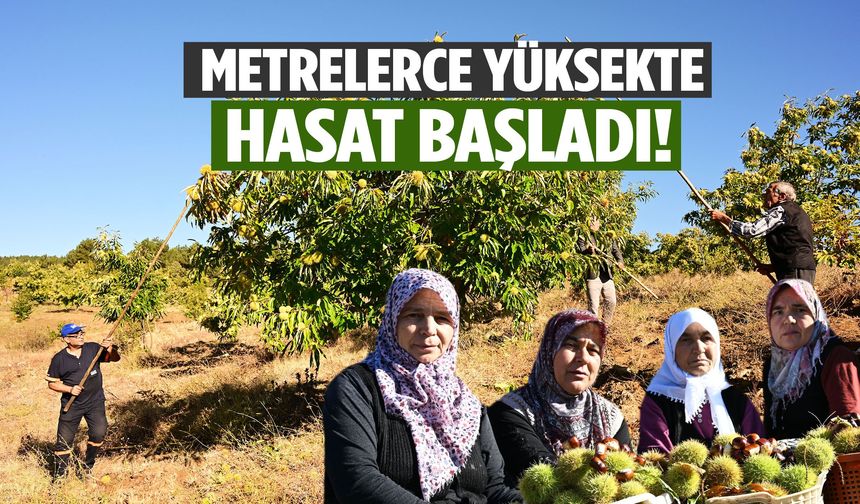 Manisa’da metrelerce yüksekte hasat başladı! 2 ay kuyuda bekletiliyor…