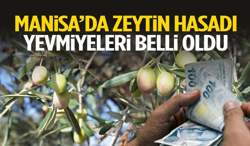 Manisa’da zeytin hasadı yevmiyeleri belli oldu!