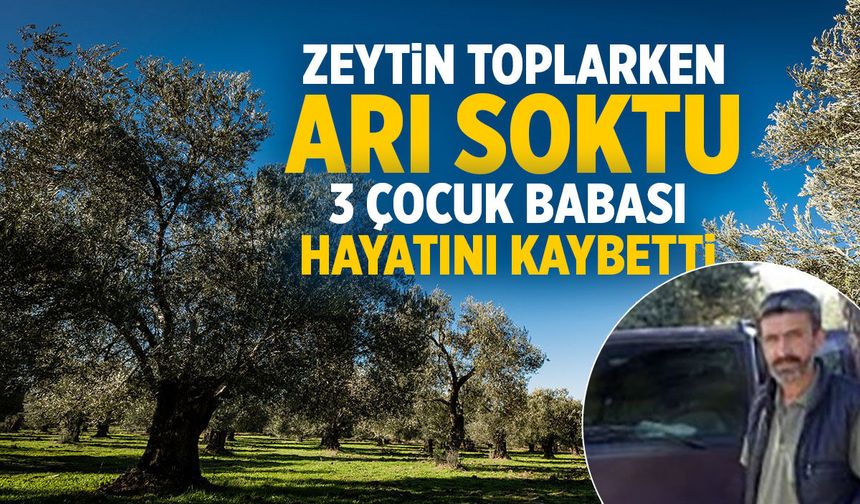 Manisa'da zeytin toplarken arı sokan 3 çocuk babası hayatını kaybetti
