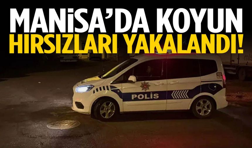 Manisa’da koyun hırsızları yakalandı!