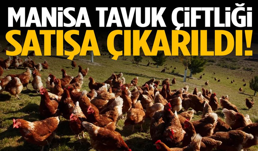 Manisa’da tavuk çiftliği satışa çıkarıldı!