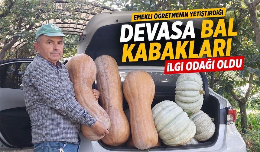 Emekli öğretmenin yetiştirdiği bal kabakları devasa boyutlara ulaştı