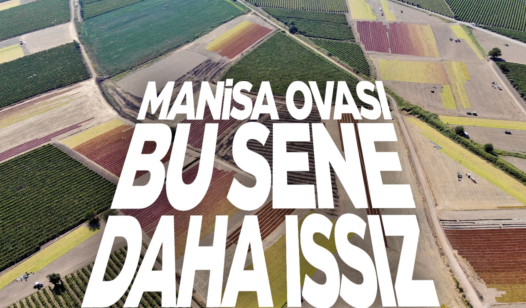 Manisa Ovası'nda rekolte sessizliği...