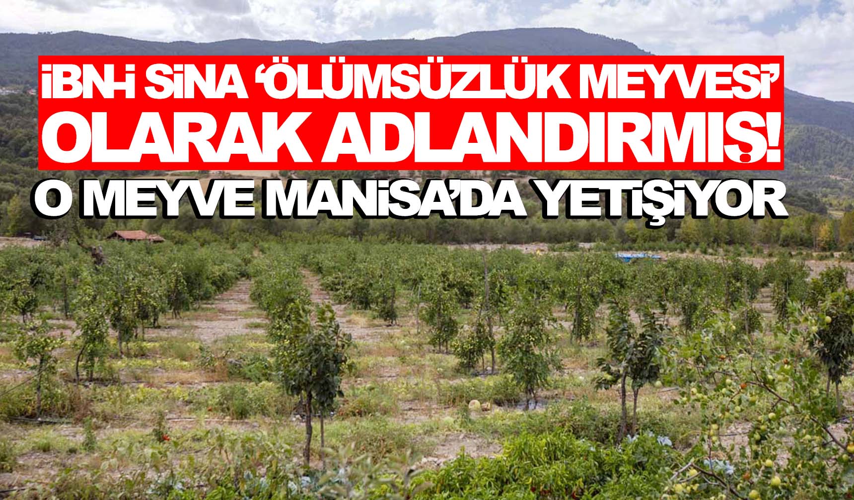 İbn-i Sina ‘Ölümsüzlük meyvesi’ olarak adlandırmış!