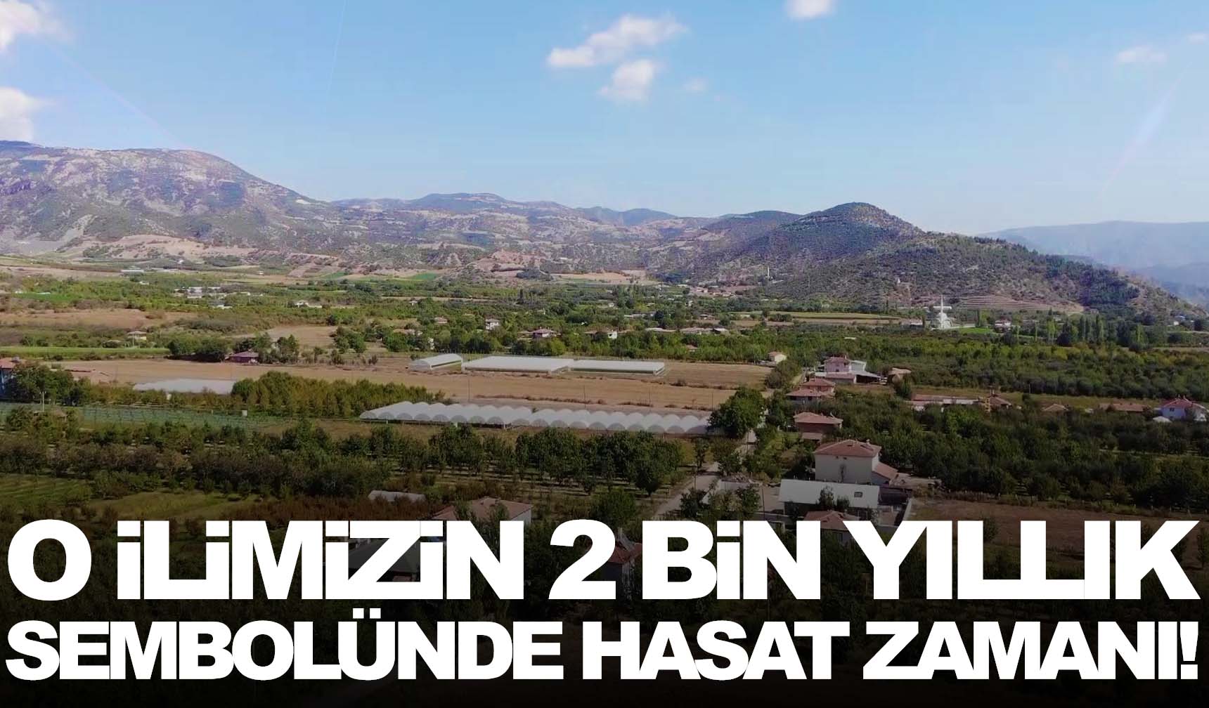 O ilimizin 2 bin yıllık sembolünde hasat zamanı!