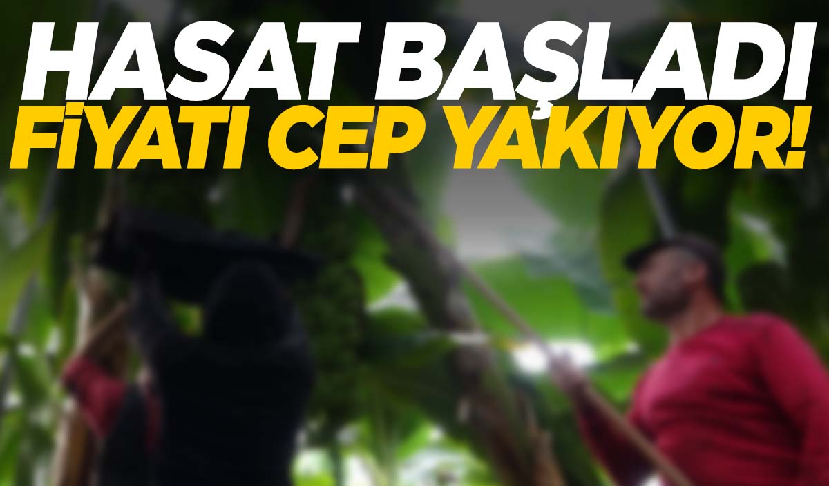 Hasat başladı ama fiyatları cep yakıyor… Bahçede 15 markette 80 TL!