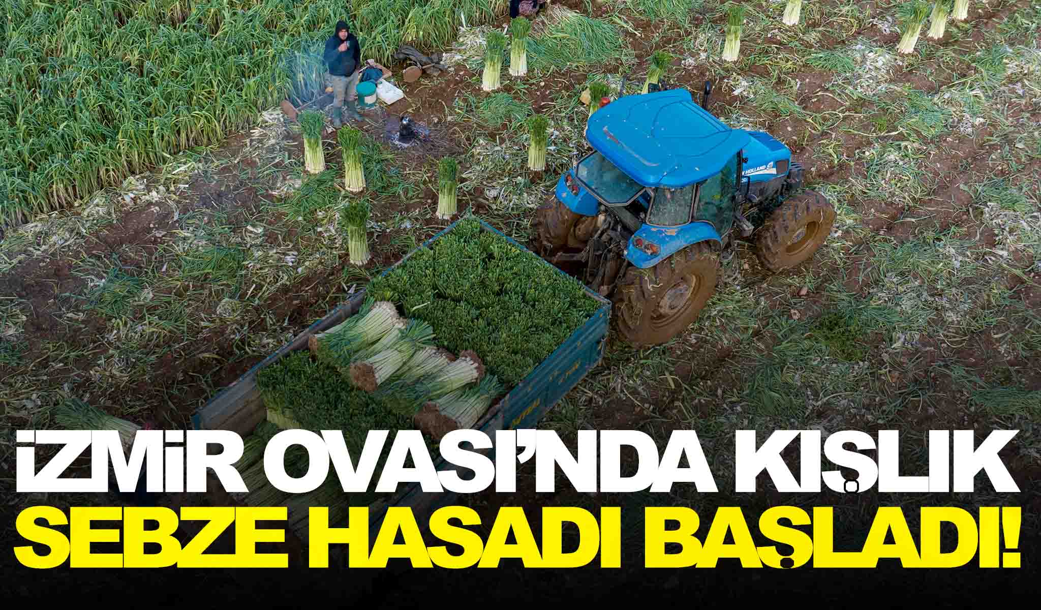 İzmir Ovası’nda kışlık sebze hasadı başladı!