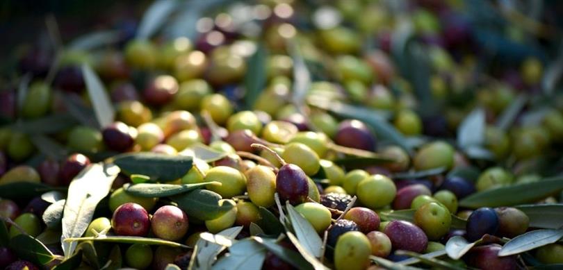 Zeytin Üretimi Vitrin