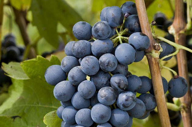 Syrah