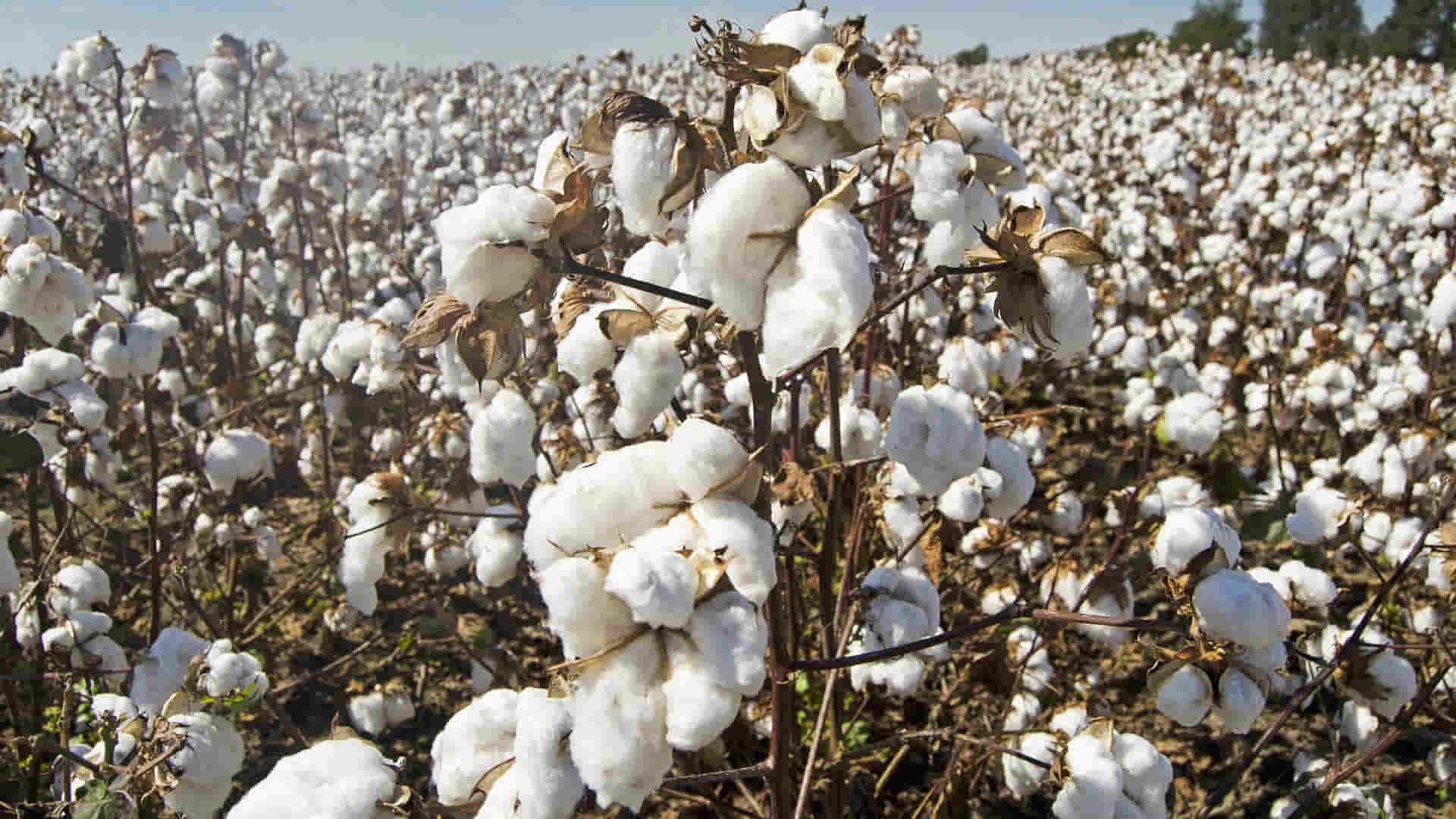Turkish Cotton Detail