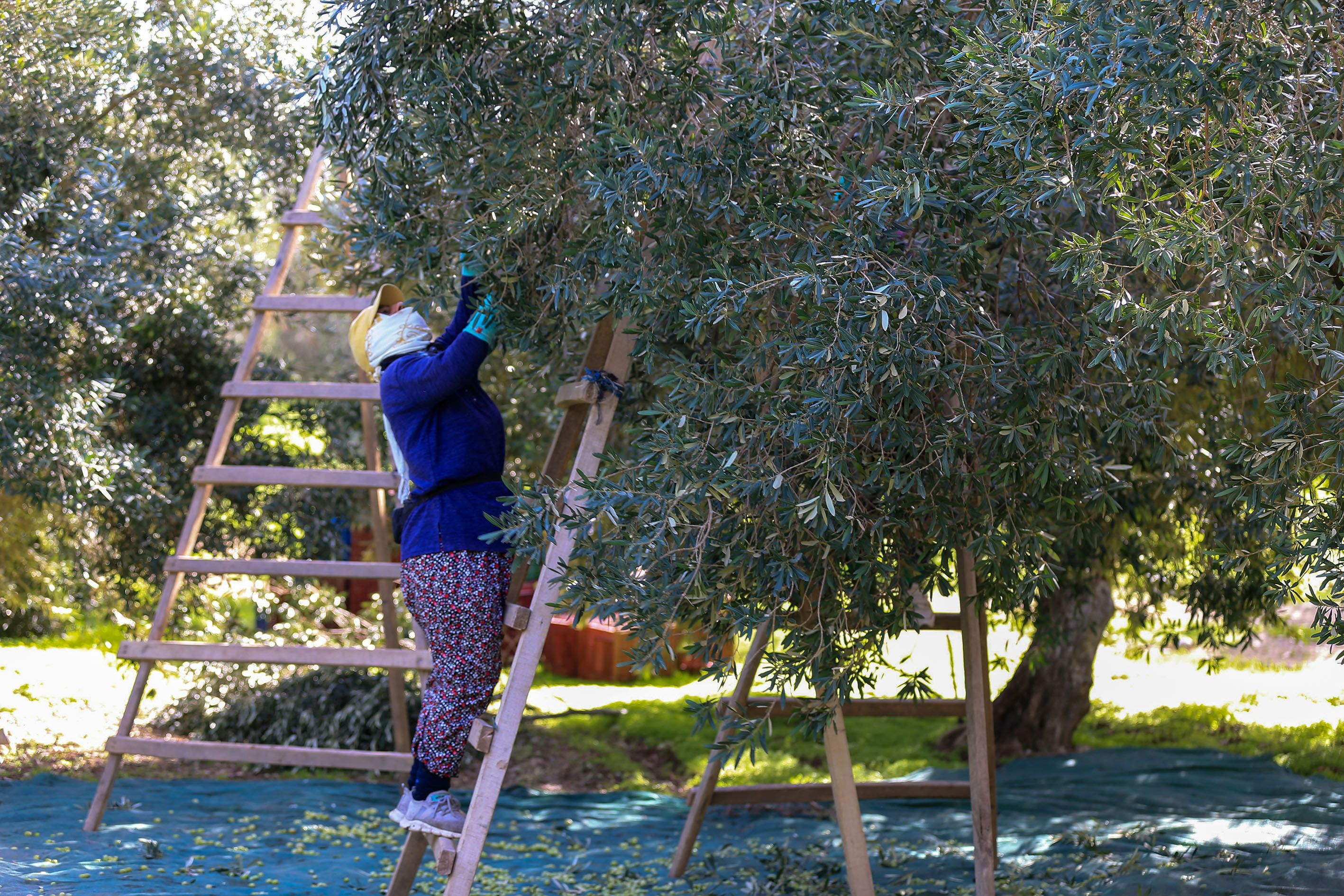 A A 20251030 39564047 39564031 S O F R A L I K Z E Y T I N Y O K Y I L I N D A K A L I T E S I Y L E S E V I N D I R D I