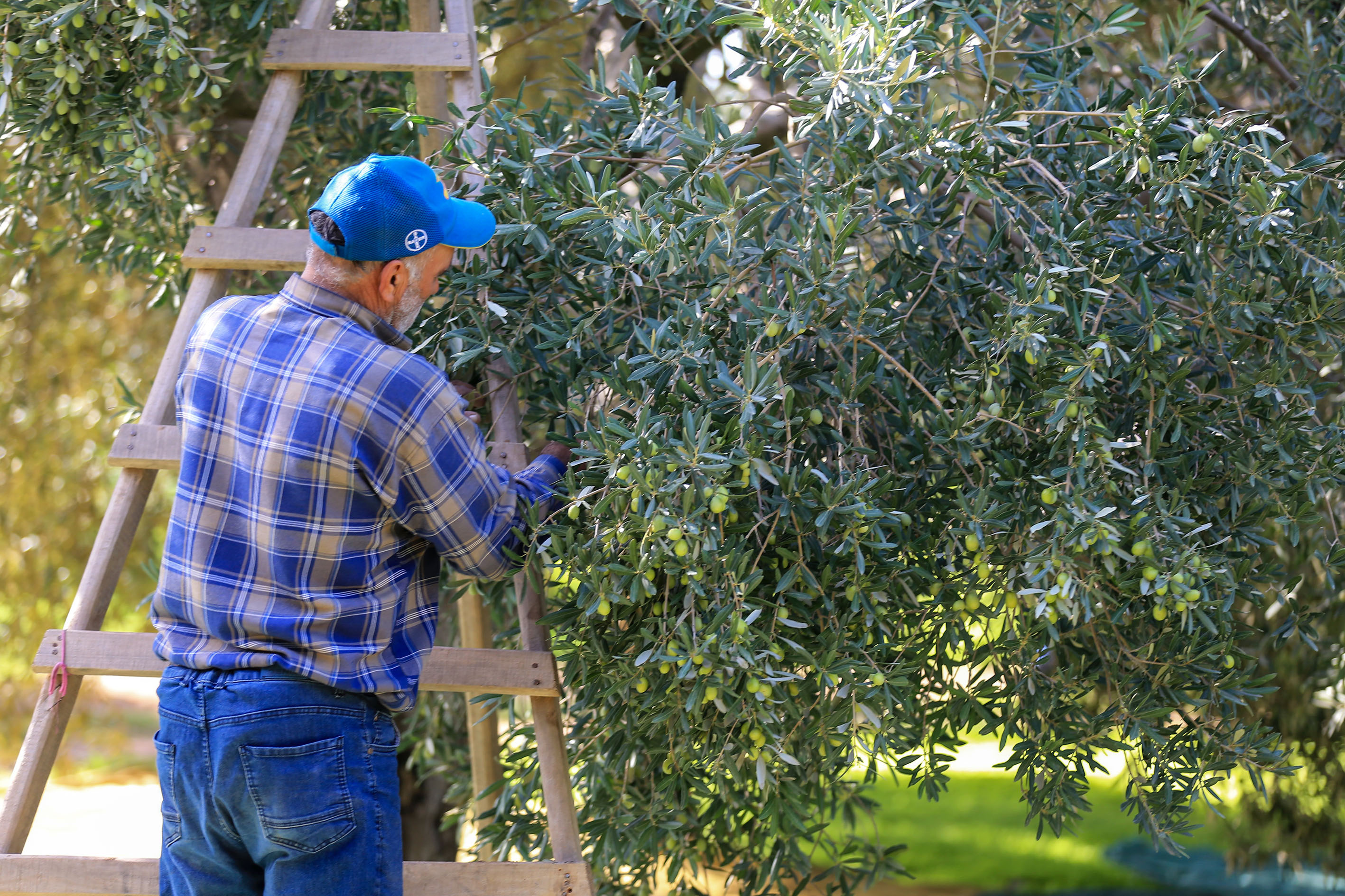 A A 20251030 39564047 39564035 S O F R A L I K Z E Y T I N Y O K Y I L I N D A K A L I T E S I Y L E S E V I N D I R D I