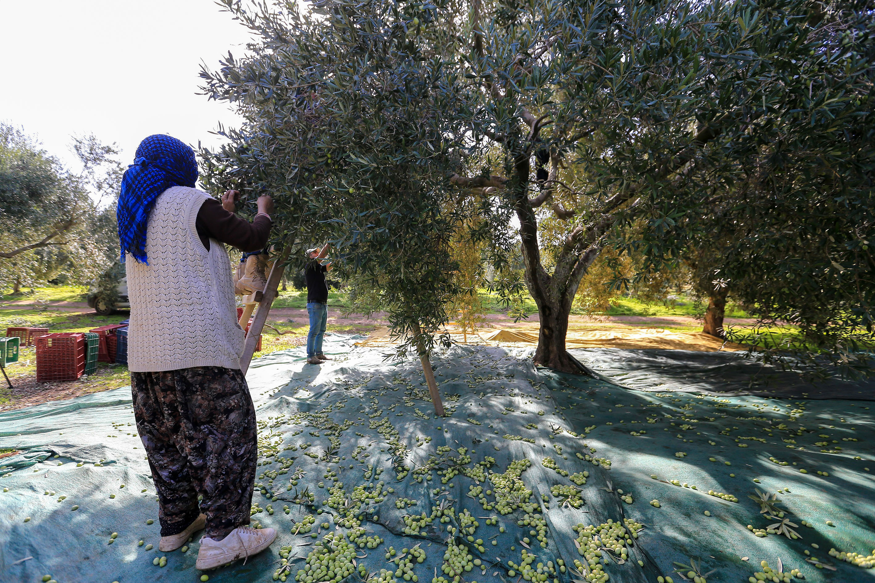 A A 20251030 39564047 39564040 S O F R A L I K Z E Y T I N Y O K Y I L I N D A K A L I T E S I Y L E S E V I N D I R D I