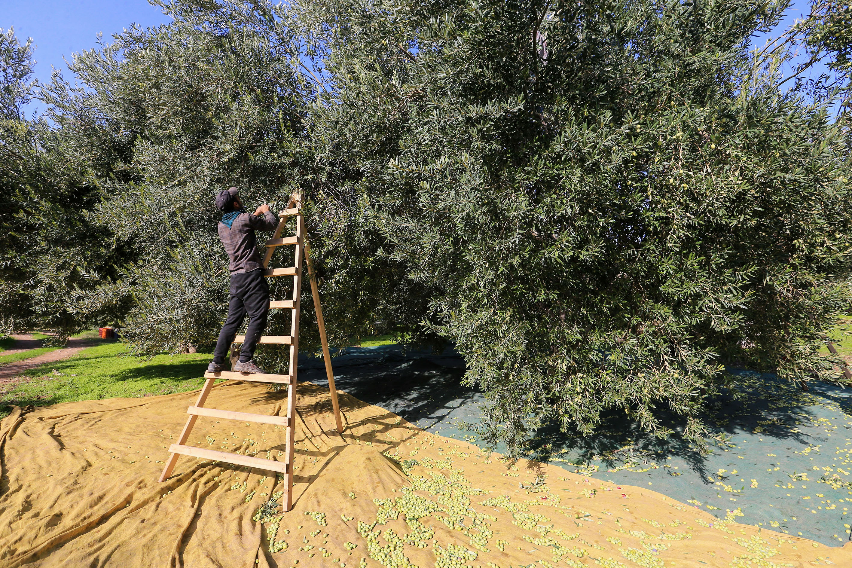 A A 20251030 39564047 39564043 S O F R A L I K Z E Y T I N Y O K Y I L I N D A K A L I T E S I Y L E S E V I N D I R D I