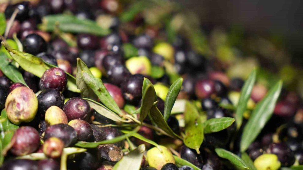 Any Conv.com Zeytin 990X556