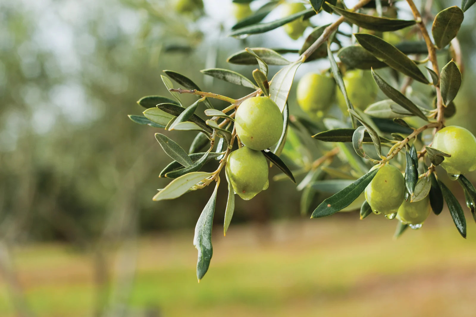 Anyconv.com Zeytin Agaci 9C1B (1)