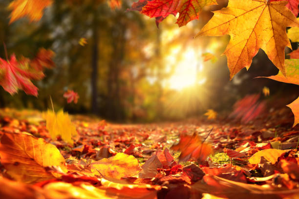 Istockphoto 1176602671 612X612