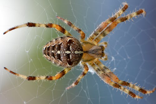 Spin Web Nature Bug 51394