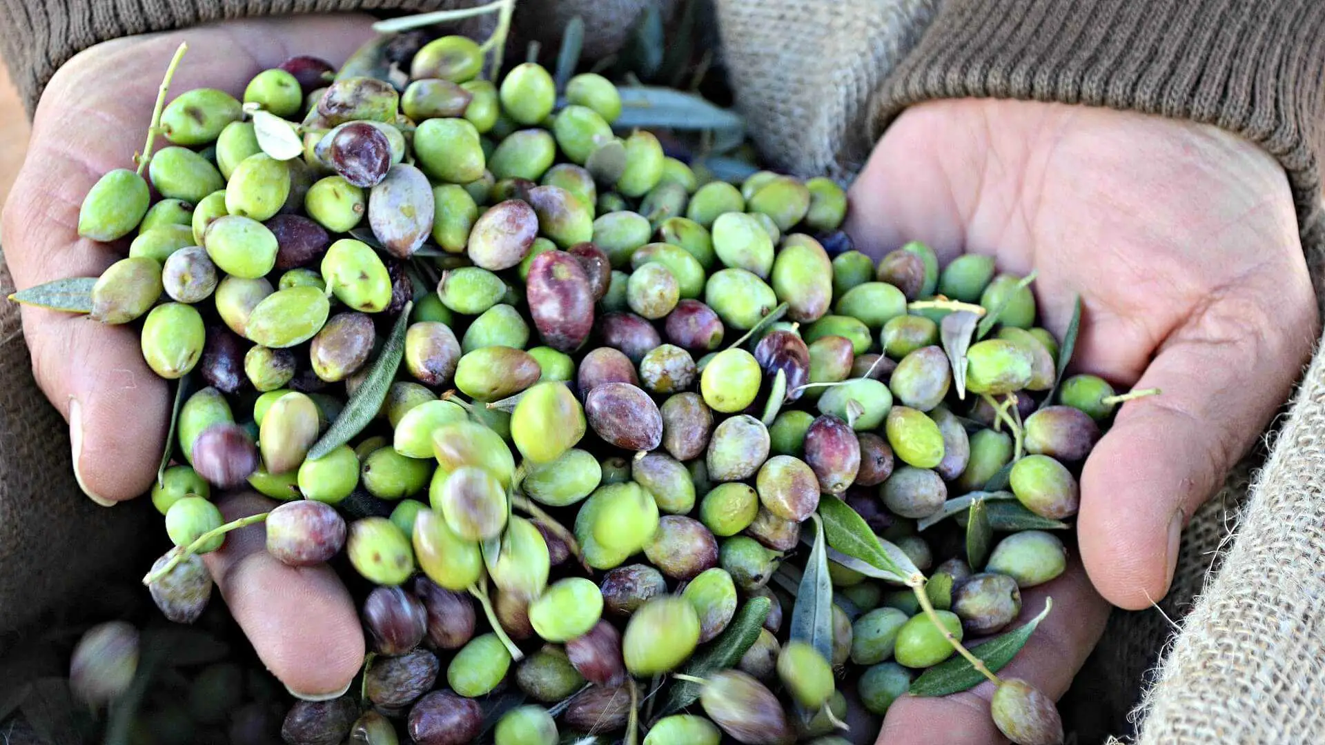 Zeytin3