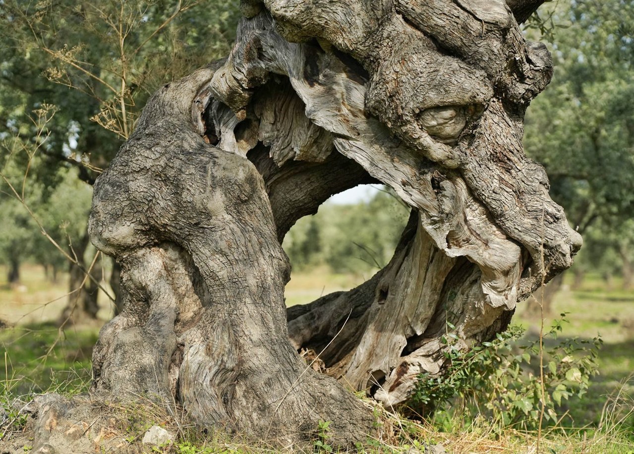 574573602 1292625959558851 496706315969948583 N