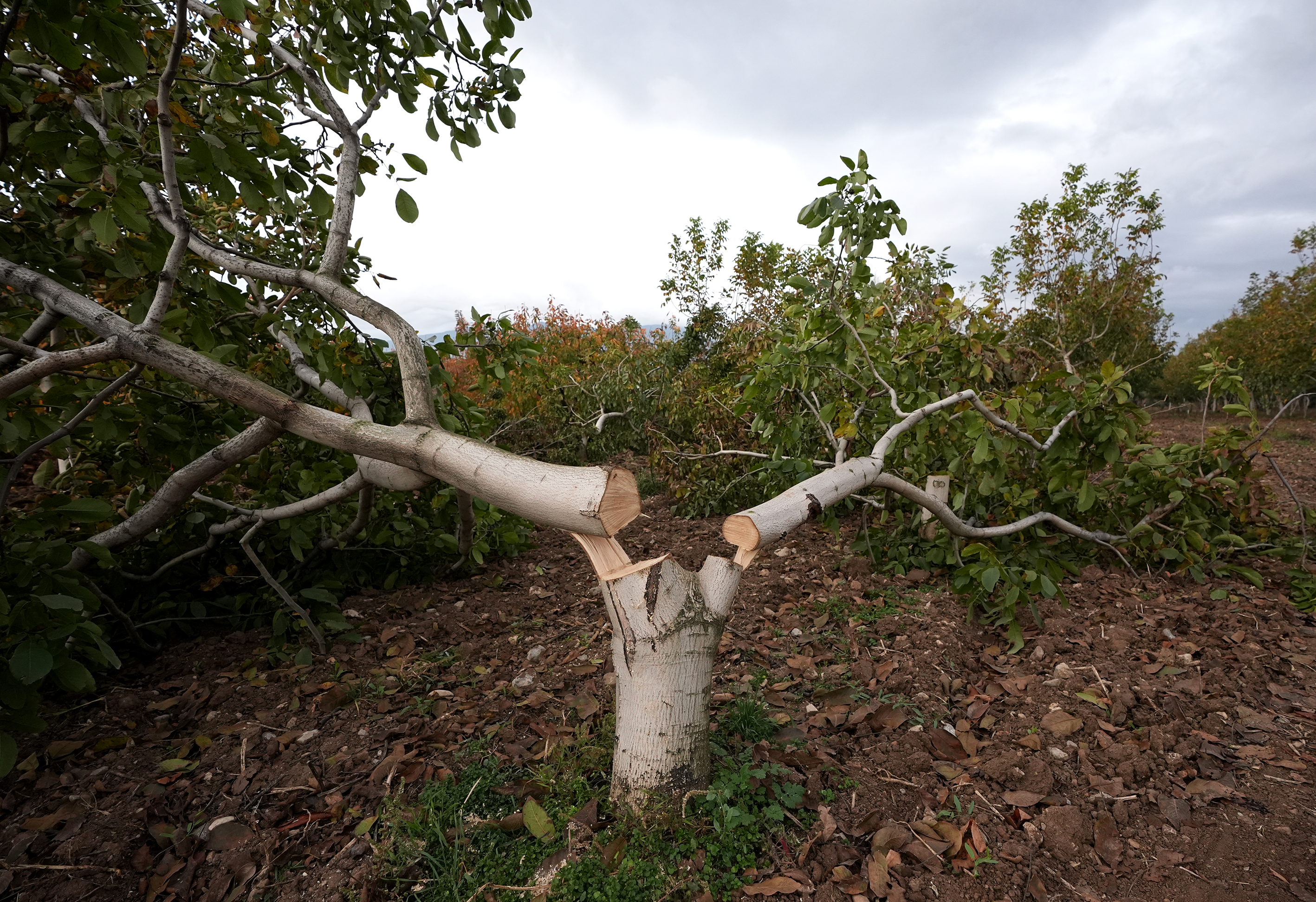 A A 20251126 39809971 39809967 I Z M I R D E 20 Y I L L I K C E V I Z A G A C L A R I N I K E S I L M I S H A L D E B U L A N C I F T C I J A N D A R M A Y A B A S V U R D U