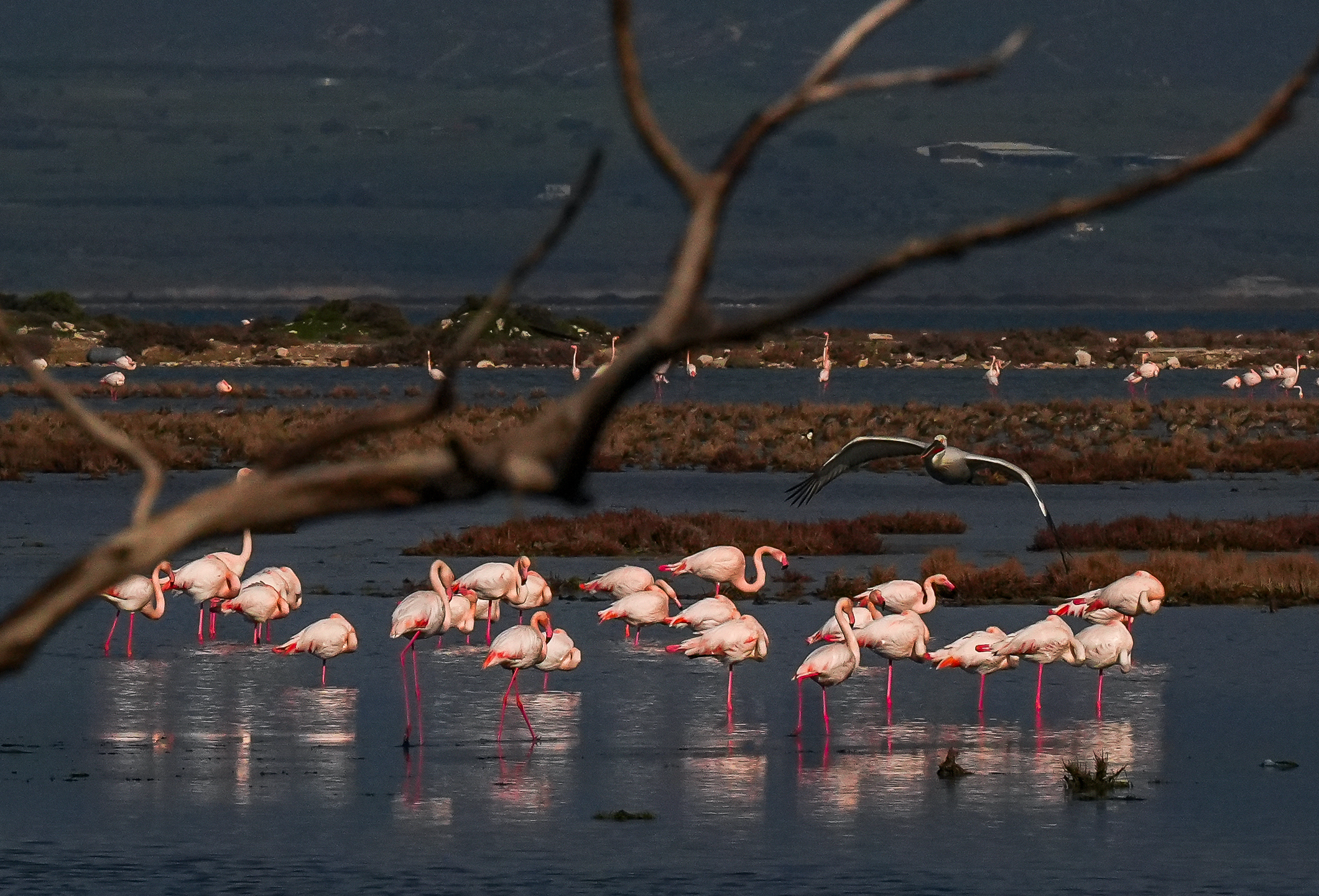 A A 20260131 40415151 40415141 K U R A K L I K G E D I Z D E L T A S I N D A K I R L I L I G I N E T K I S I N I A R T I R I Y O R