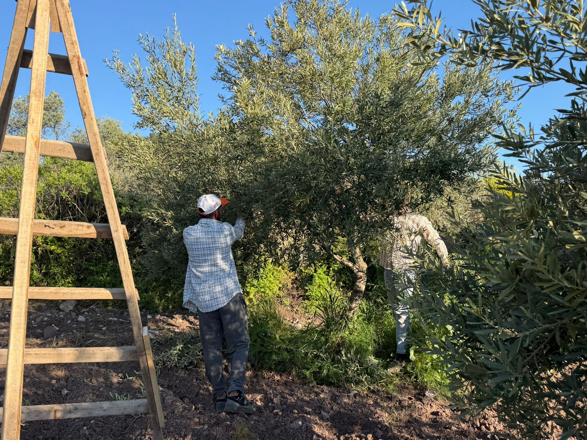 Whatsapp Image 2026 04 24 At 16.24.52 (1)