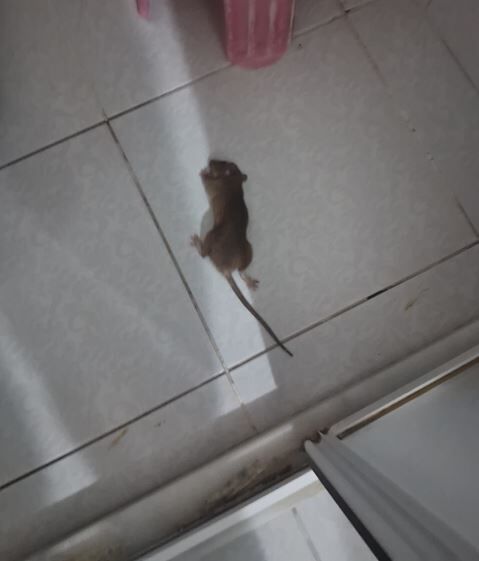 Fdsfdsfds