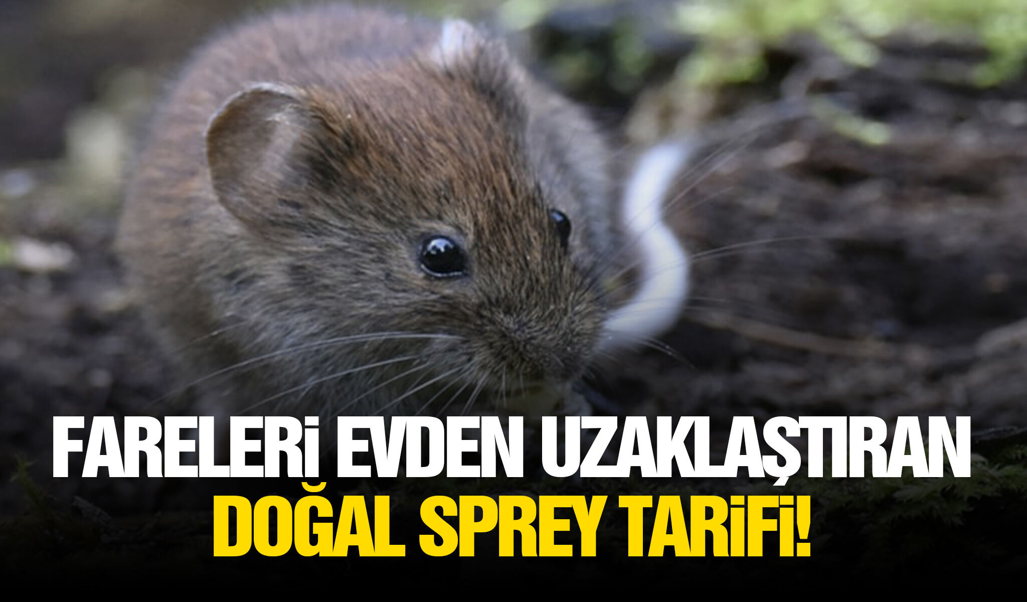Fareleri evden uzaklaştıran doğal sprey tarifi!