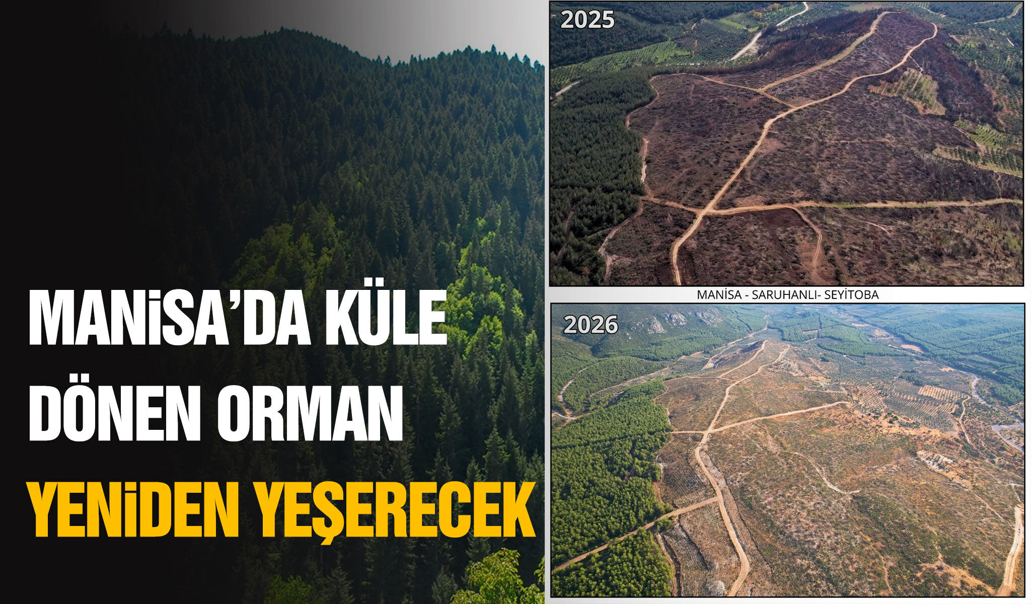 Manisa’da küle dönen orman yeniden yeşerecek