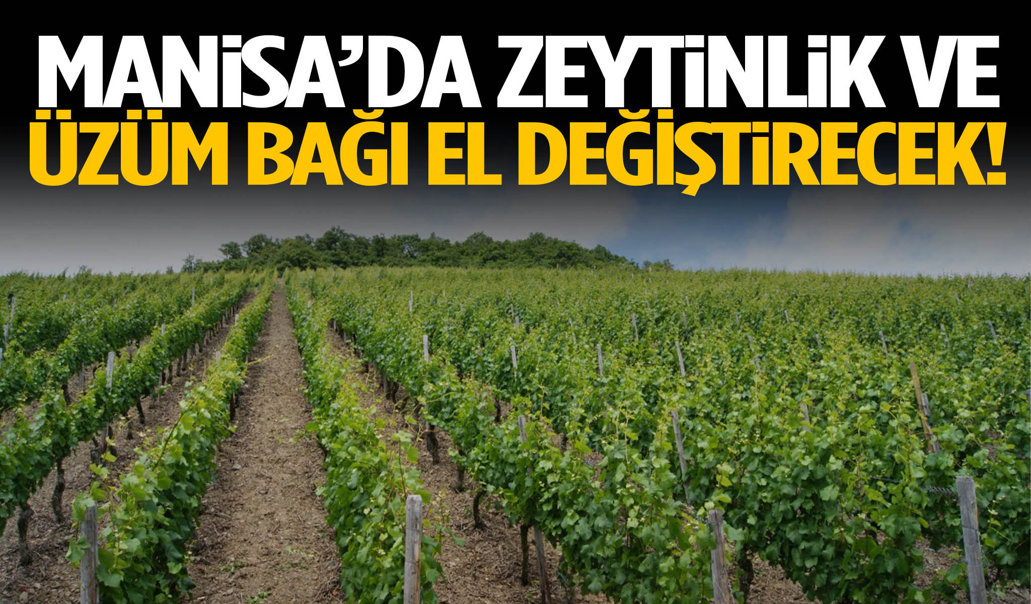 Manisa’da zeytinlik ve üzüm bağı el değiştirecek!