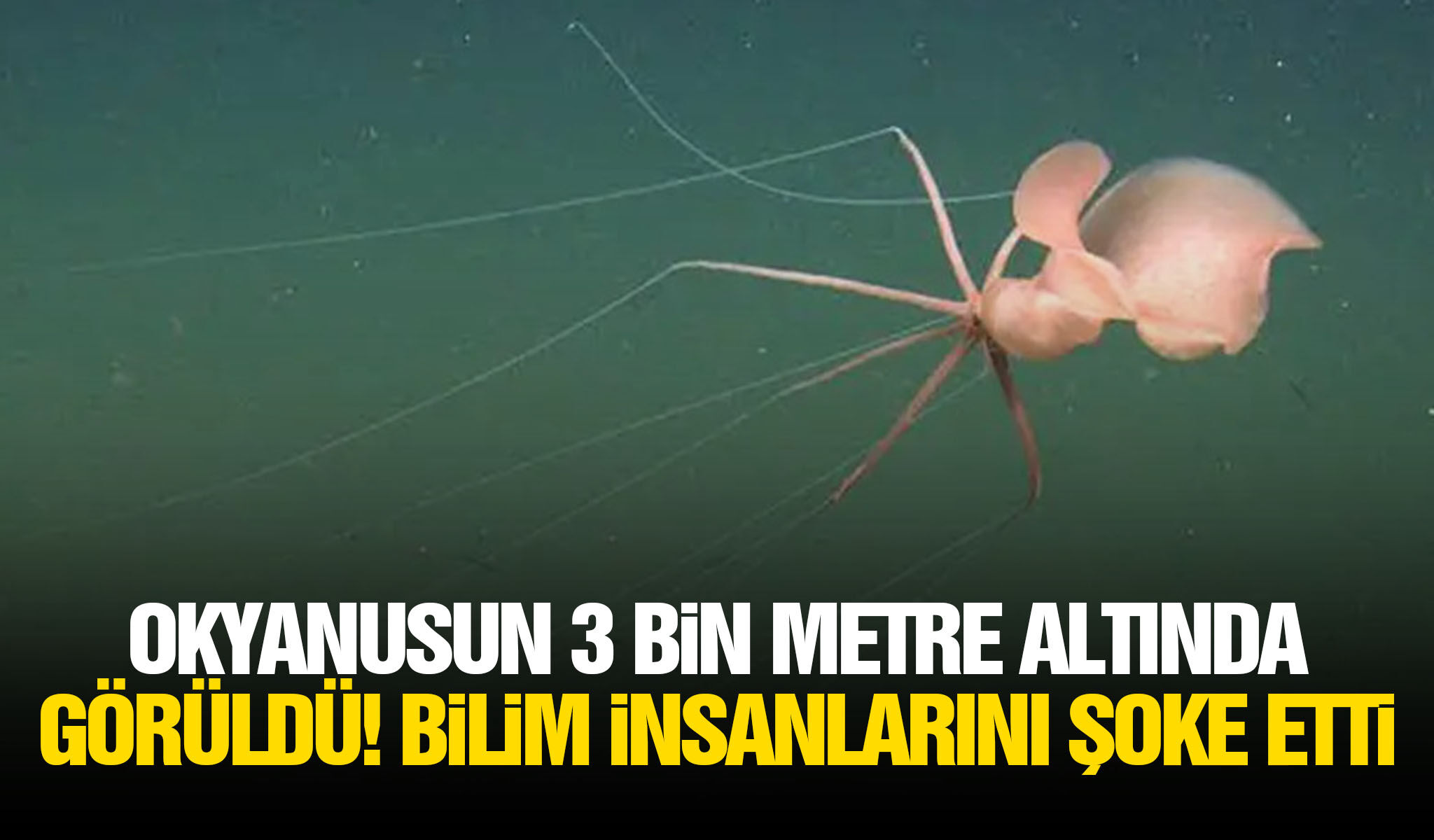 Okyanusun 3 bin metre altında görüldü! Bilim insanlarını şoke etti