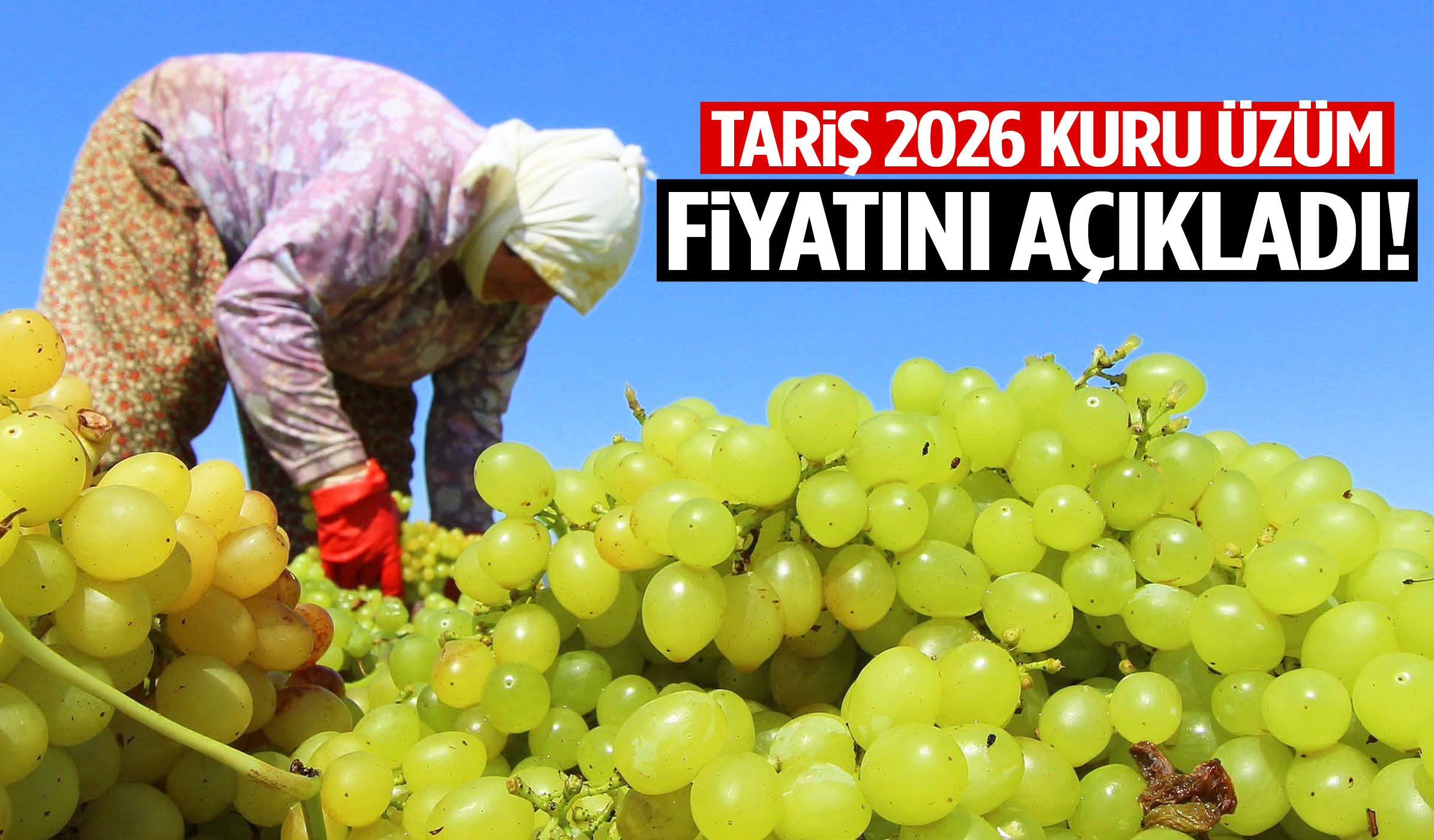 TARİŞ 2026 kuru üzüm alım fiyatını açıkladı!