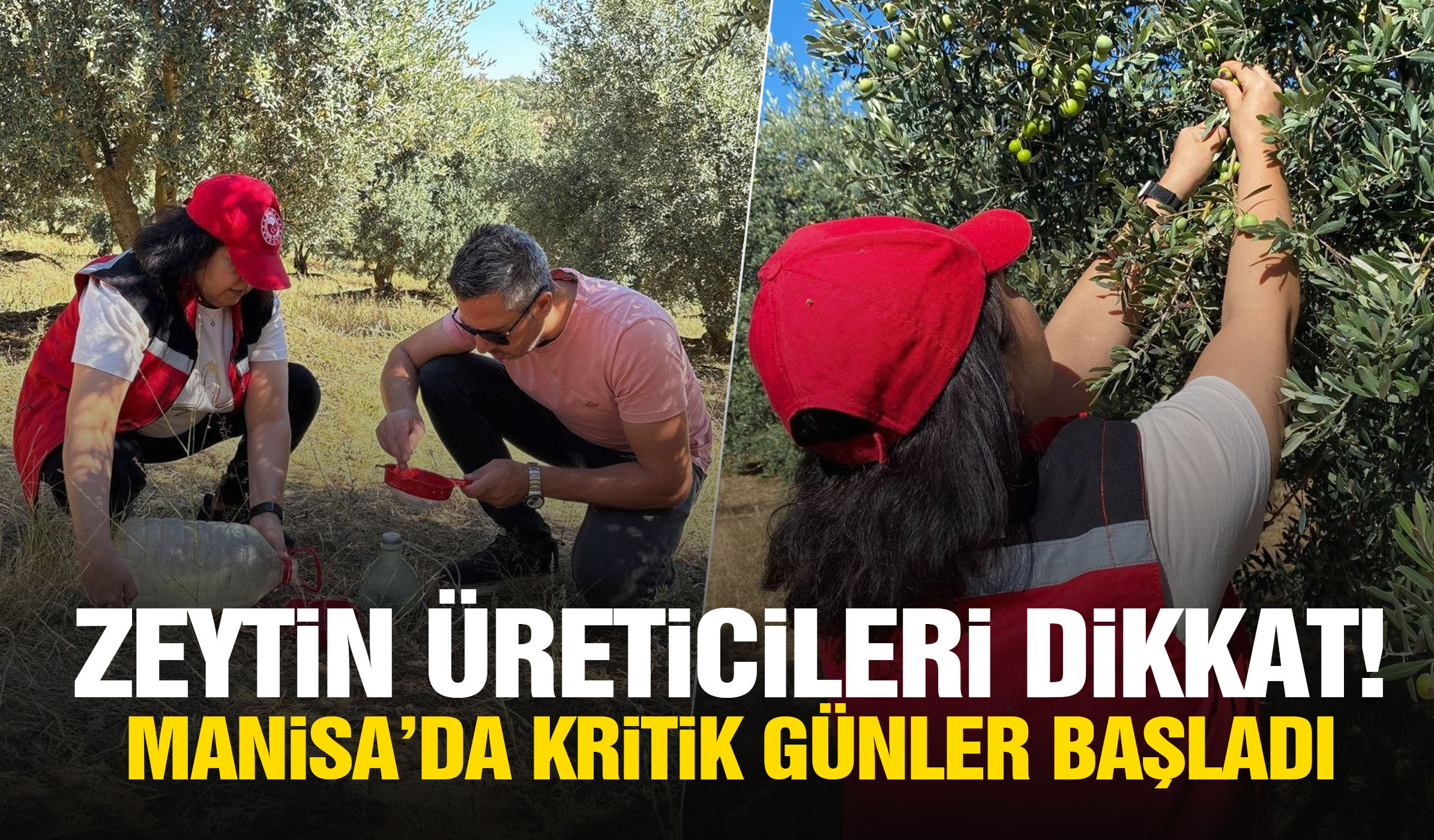 Zeytin üreticileri dikkat! Manisa’da kritik günler başladı