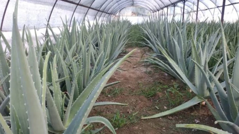6Ad625A596F17245 W1200Xh675