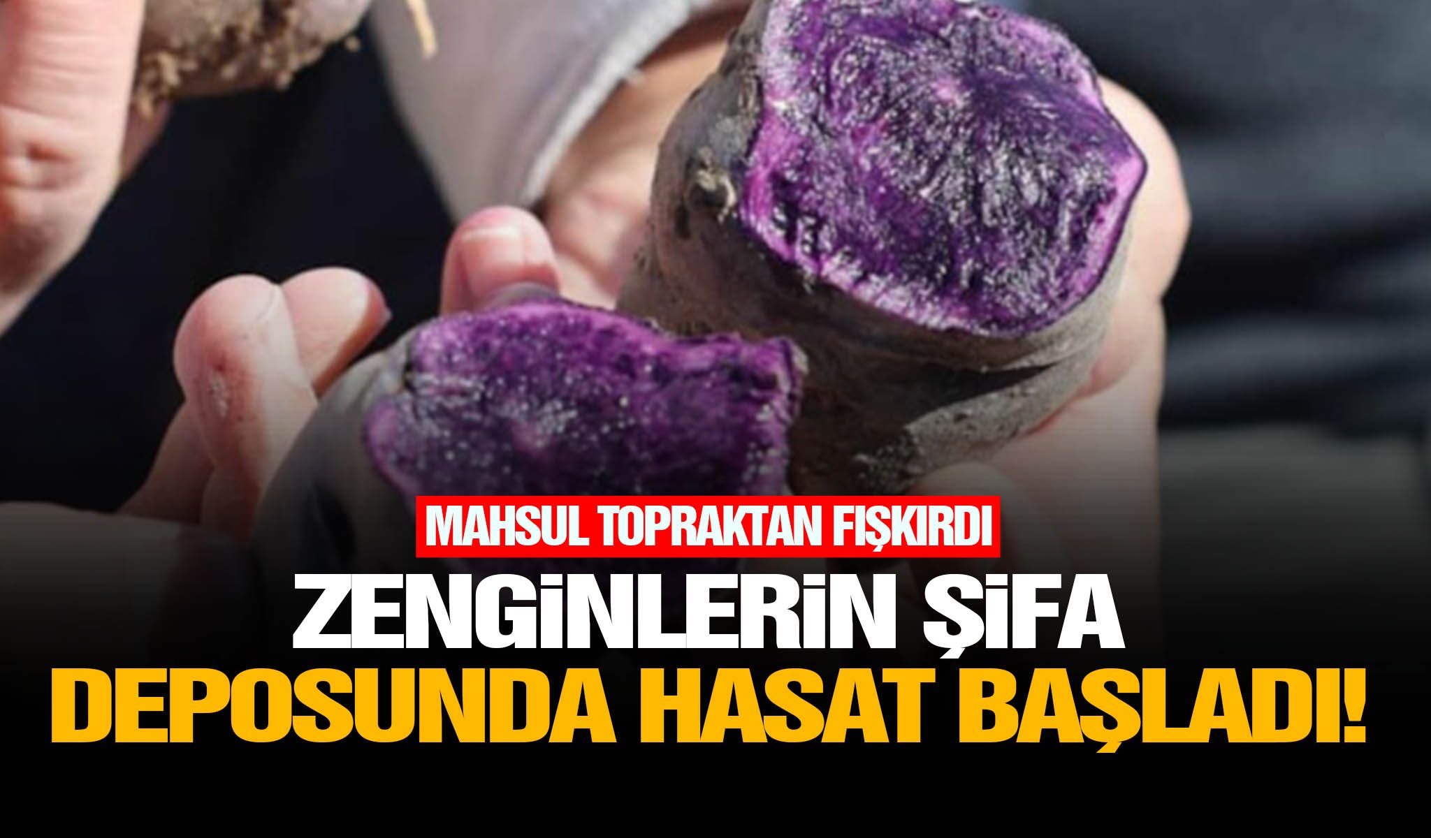 Zenginlerin şifa deposunda hasat başladı!