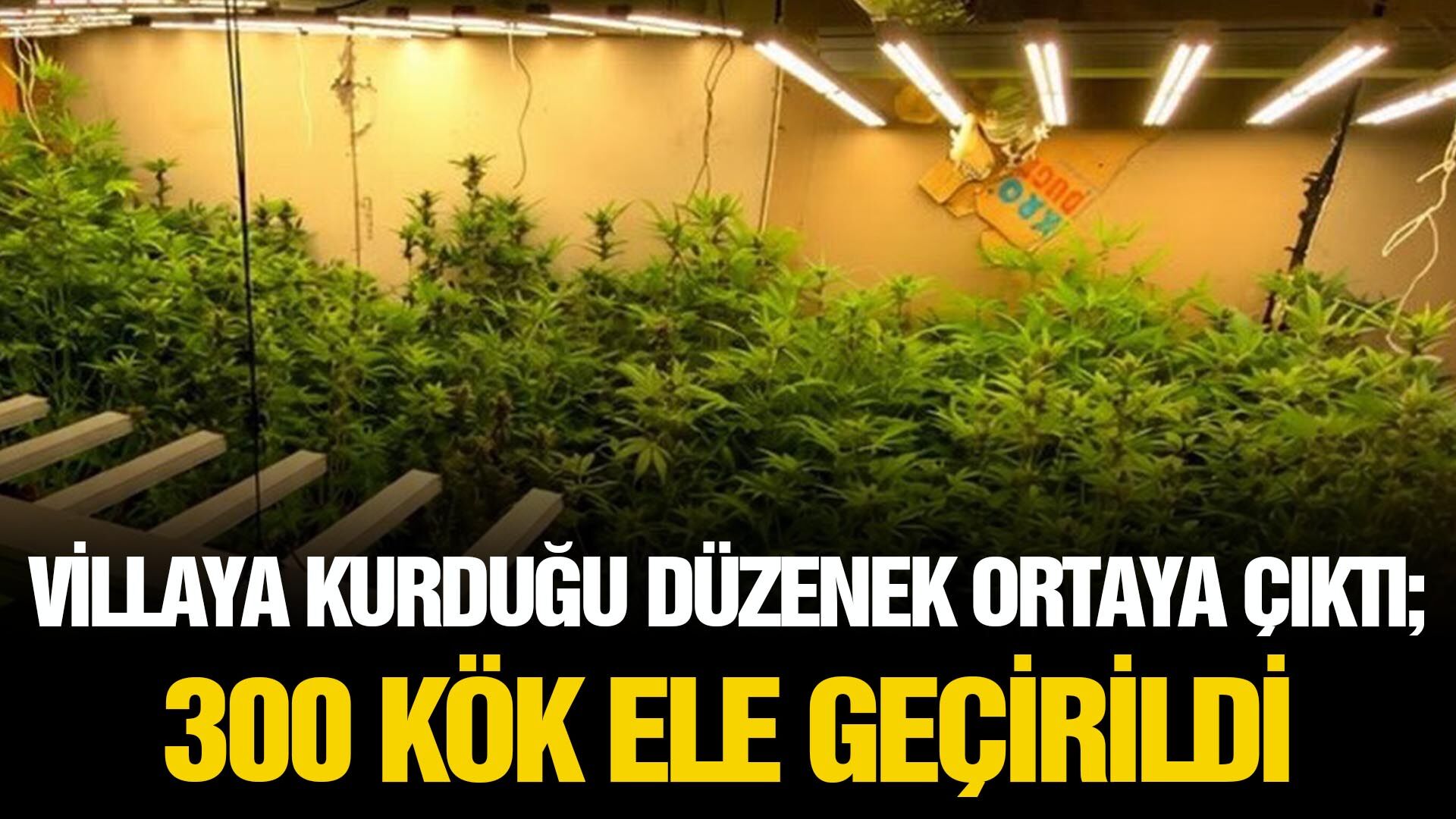 Villaya kurduğu düzenek ortaya çıktı: 300 kök ele geçirildi