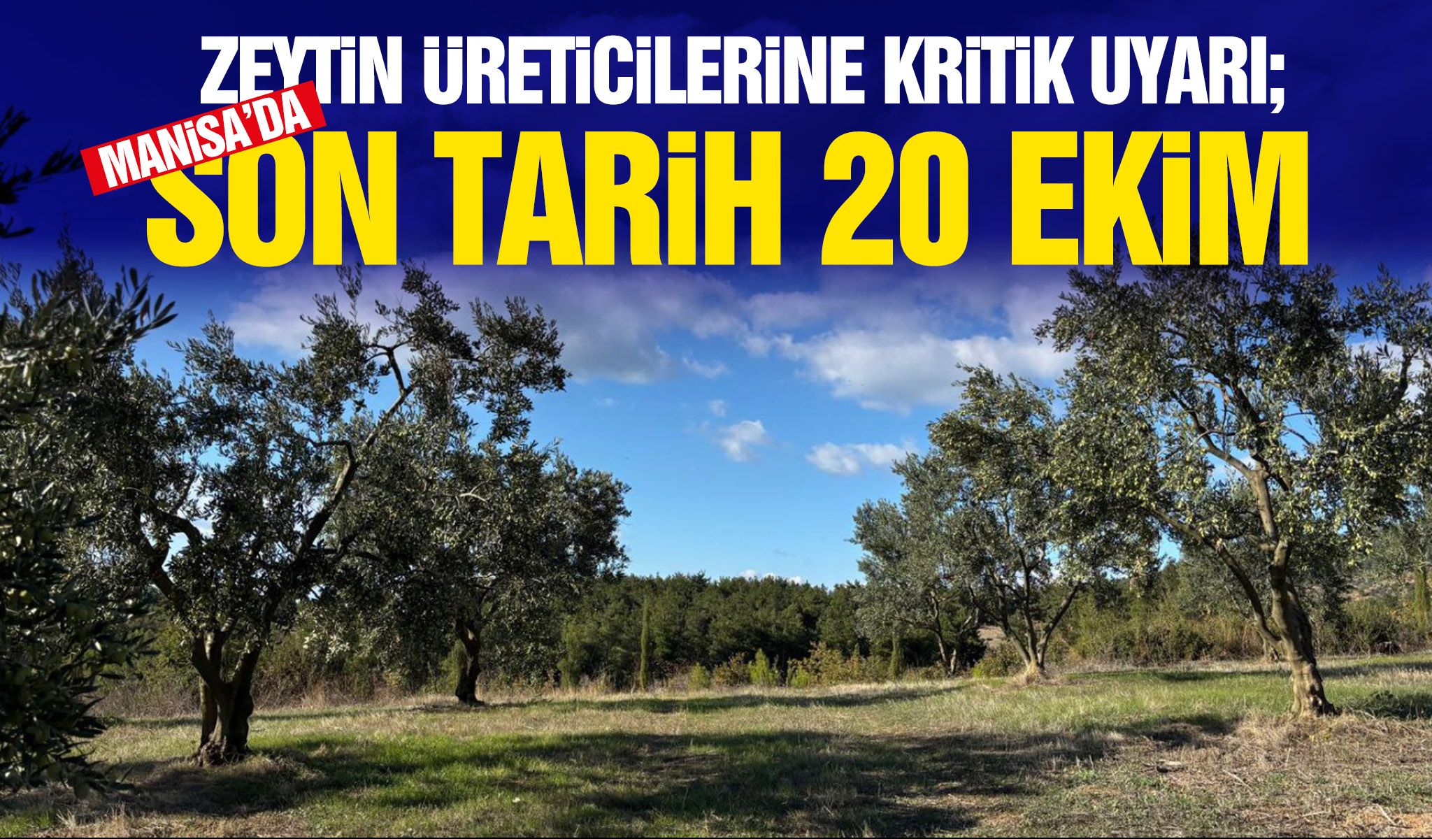 Zeytin üreticilerine kritik uyarı! Son tarih 20 Ekim